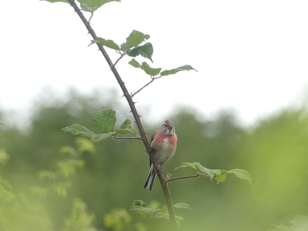 Default image illustrating the article "Nature at the heart of the airport with Coeur de Nacre's Aero Biodiversity"