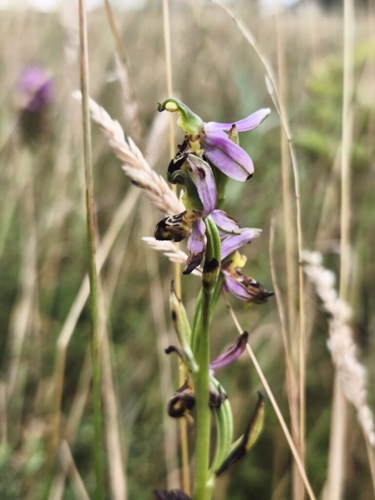 Default image illustrating the article "Nature at the heart of the airport with Coeur de Nacre's Aero Biodiversity"